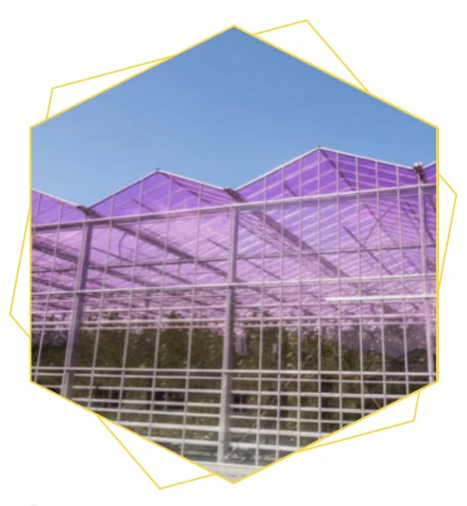 Glass greenhouse